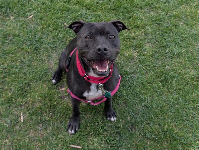 Enlarge MAGGIE, an adoptable Staffordshire Bull Terrier in San Clemente, CA image 1/1