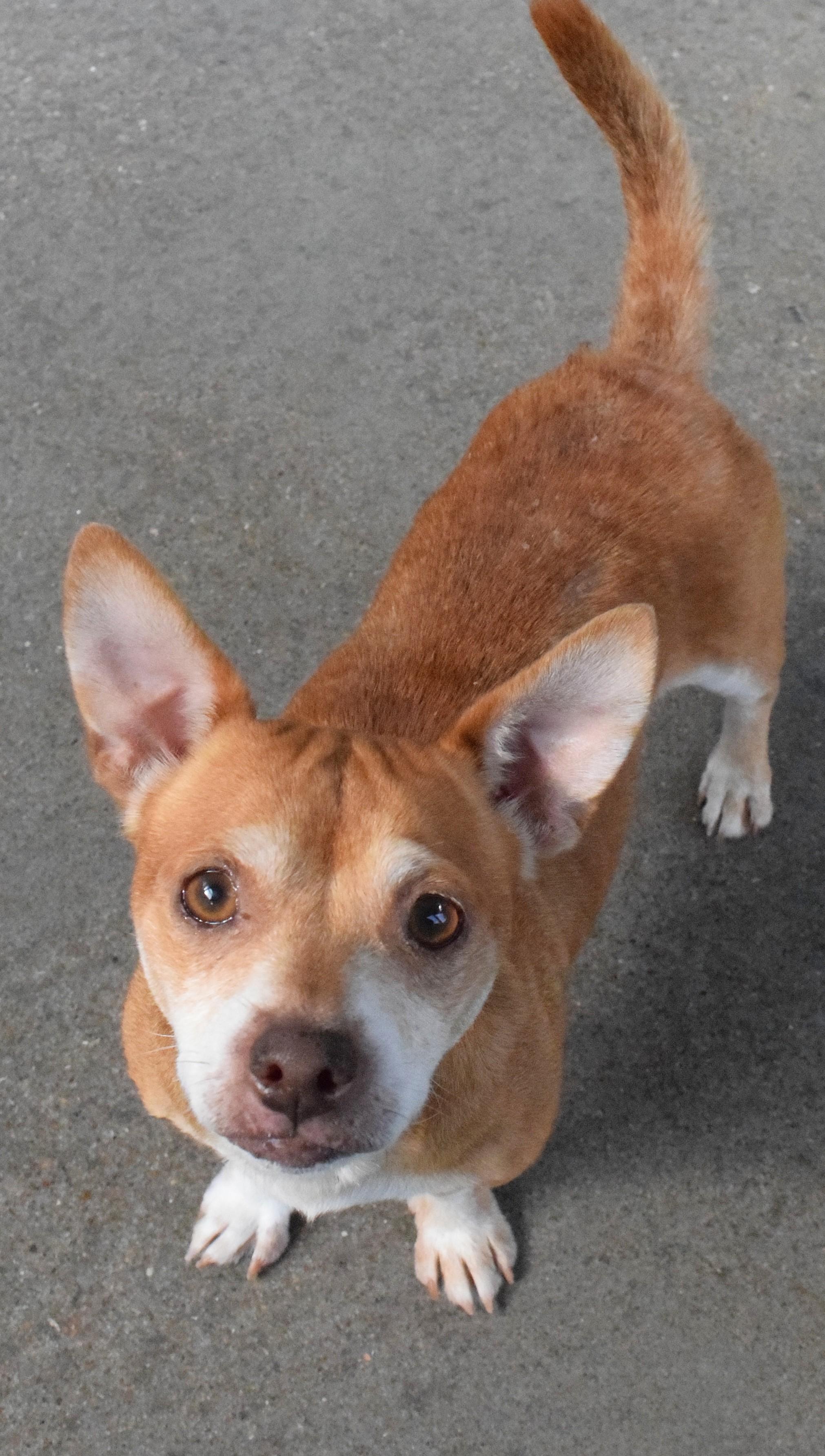 22392, adopted, Adult Male Chihuahua.