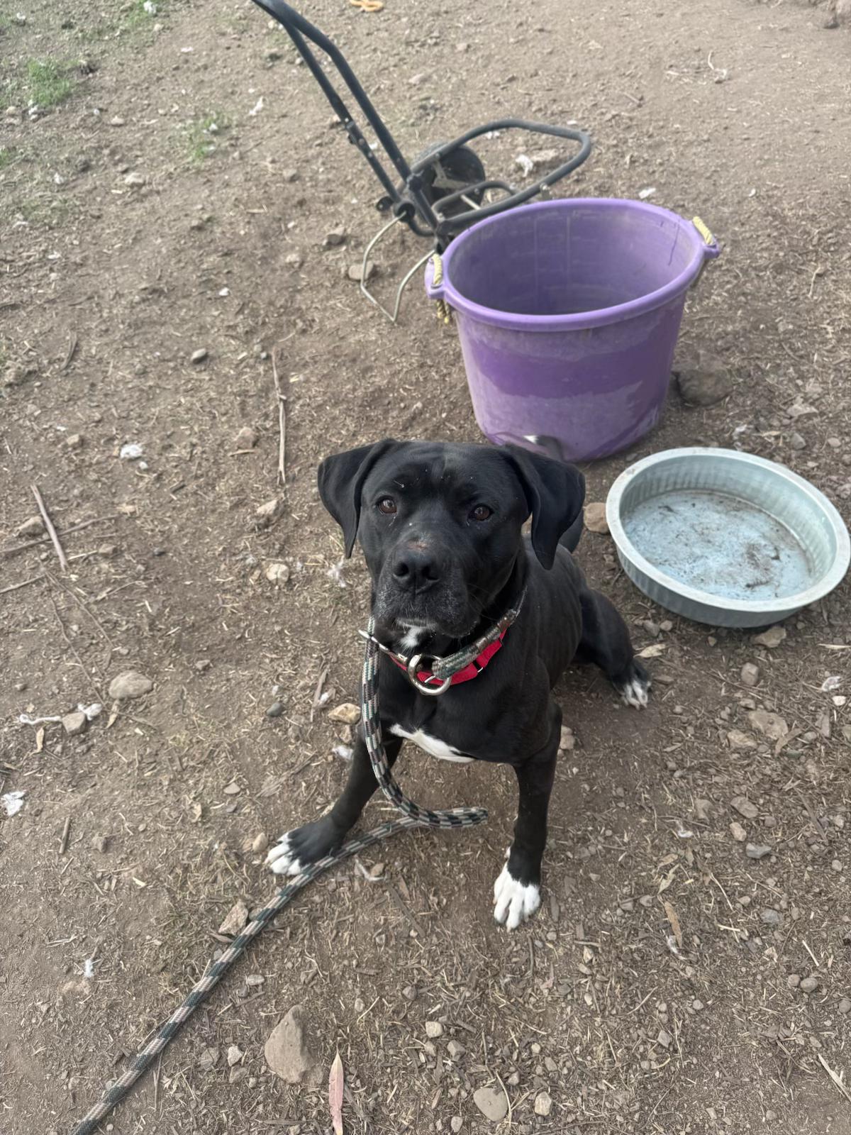 Enlarge Parker, a Adoptable mixed breed in Roseville, CA image 4/4