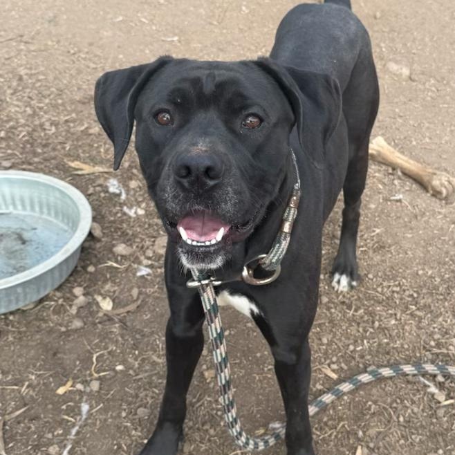Enlarge Parker, a Adoptable mixed breed in Roseville, CA image 2/4