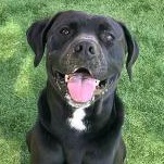 Enlarge Parker, a Adoptable mixed breed in Roseville, CA image 1/4