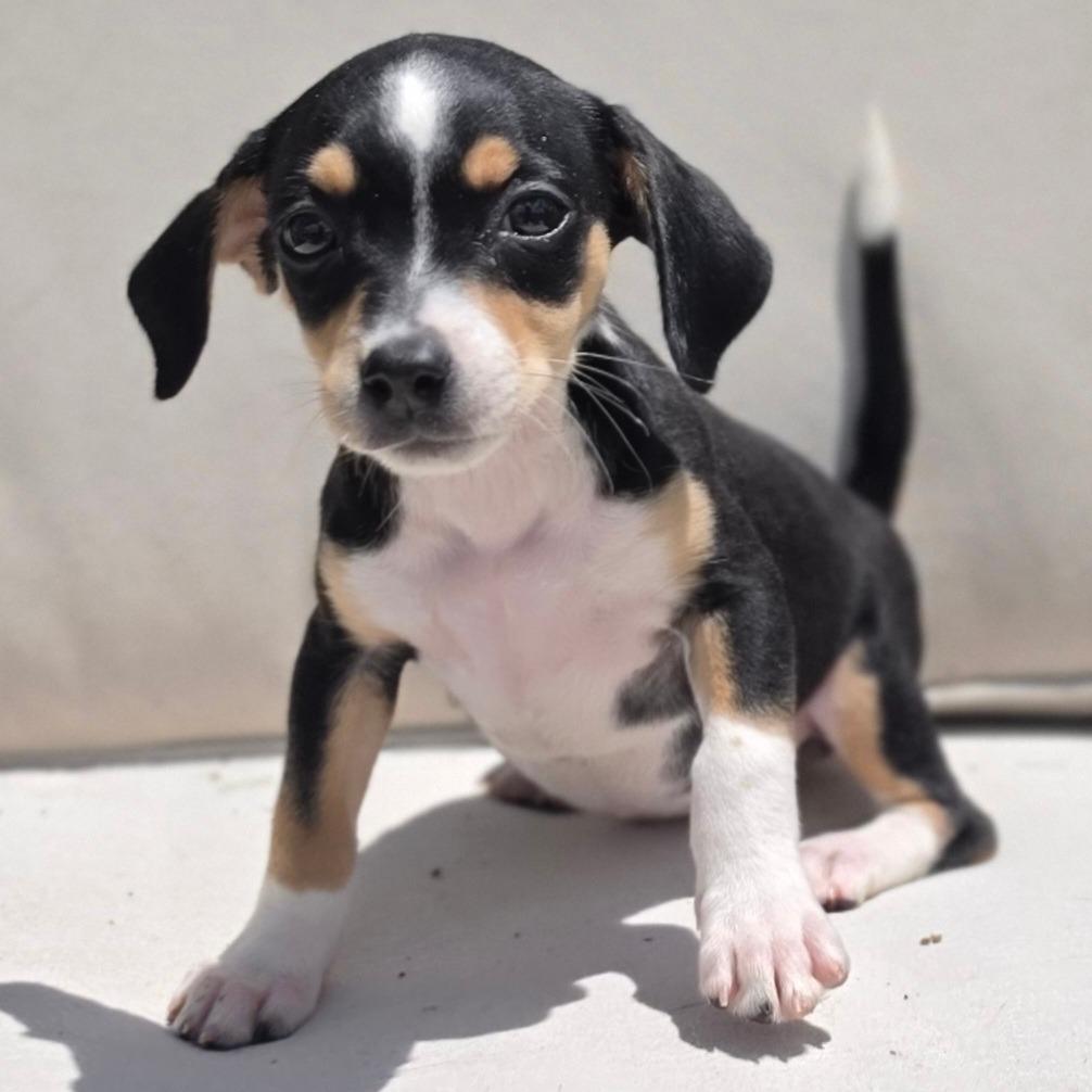 Enlarge Dixie, a Adoptable mixed breed in Kissimmee, FL image 1/2