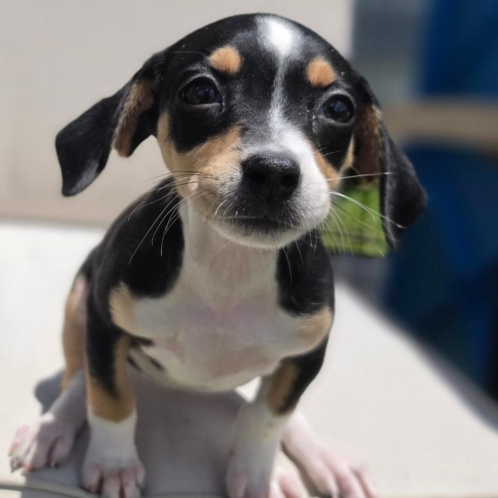 Enlarge Dixie, a Adoptable mixed breed in Kissimmee, FL image 2/2