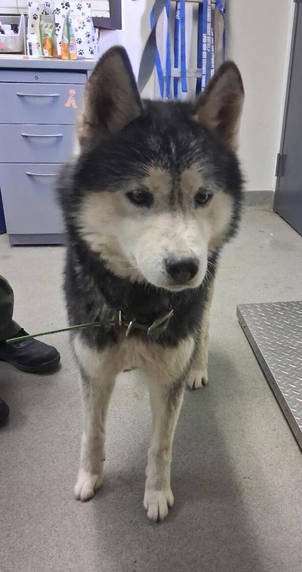 Ziva, Adoptable, Adult Female Siberian Husky.