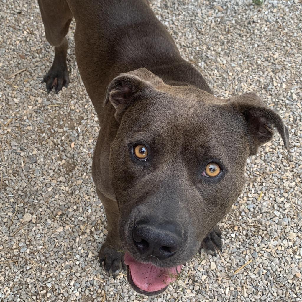 CJ (Jasper), Adoptable, Adult Male Pit Bull Terrier.