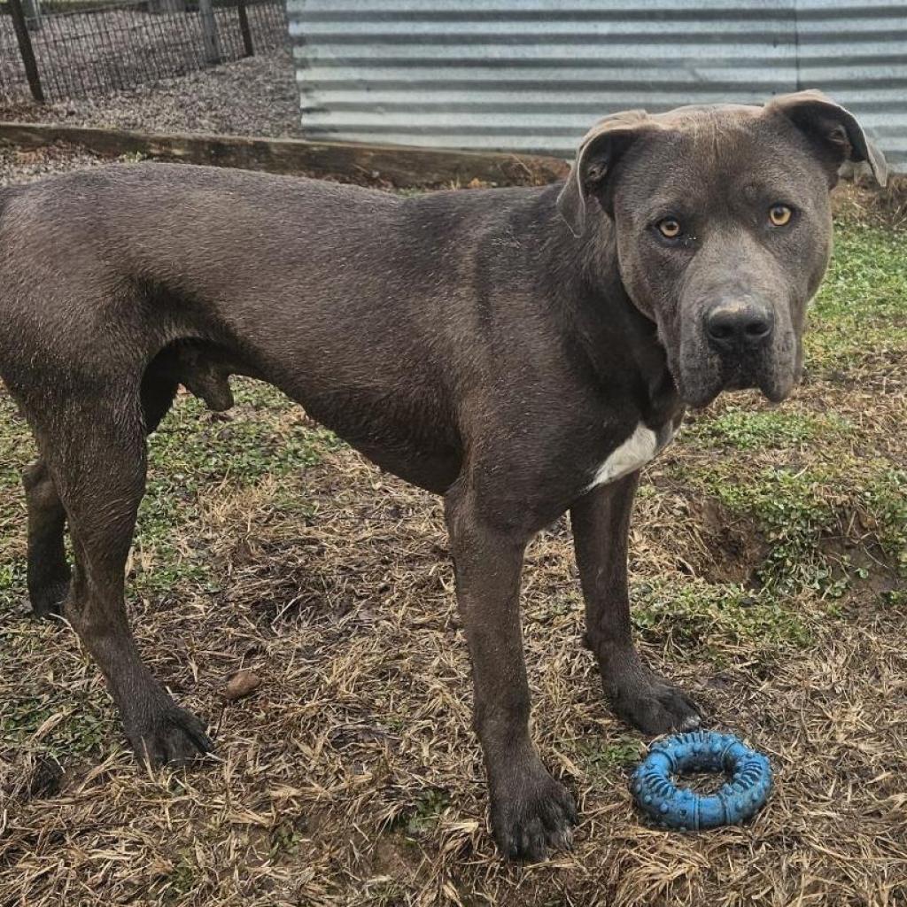 CJ (Jasper), a Adoptable Pit Bull Terrier in Washburn, MO image 2/2
