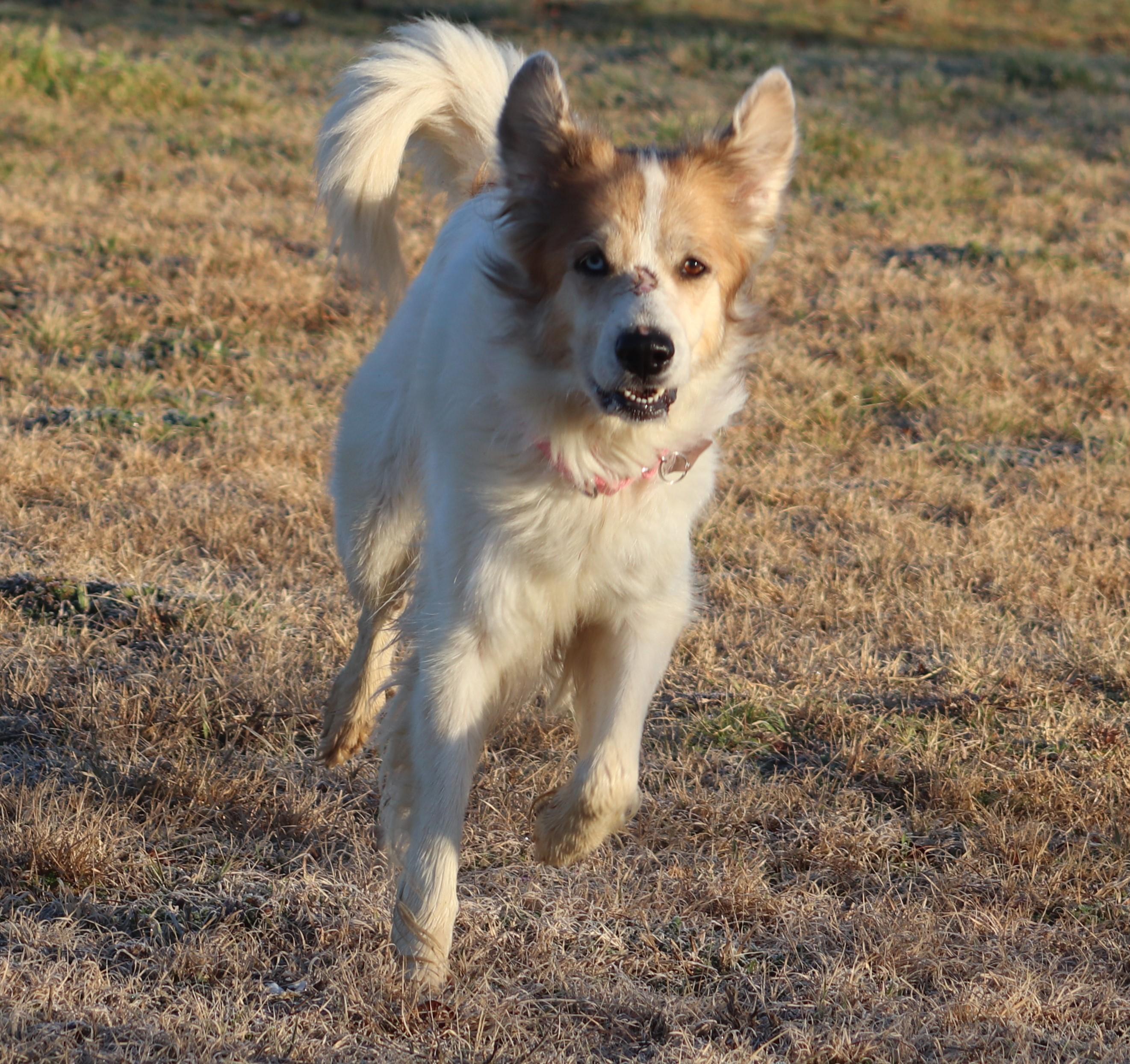 Enlarge Miranda DFW, a Adoptable mixed breed in Quinlan, TX image 1/6