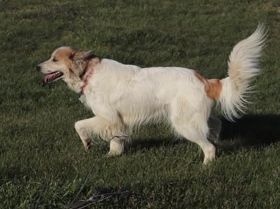 Enlarge Miranda DFW, a Adoptable mixed breed in Quinlan, TX image 2/6