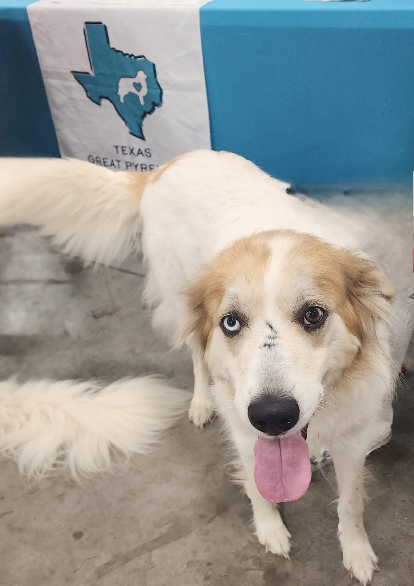 Enlarge Miranda DFW, a Adoptable mixed breed in Quinlan, TX image 3/6