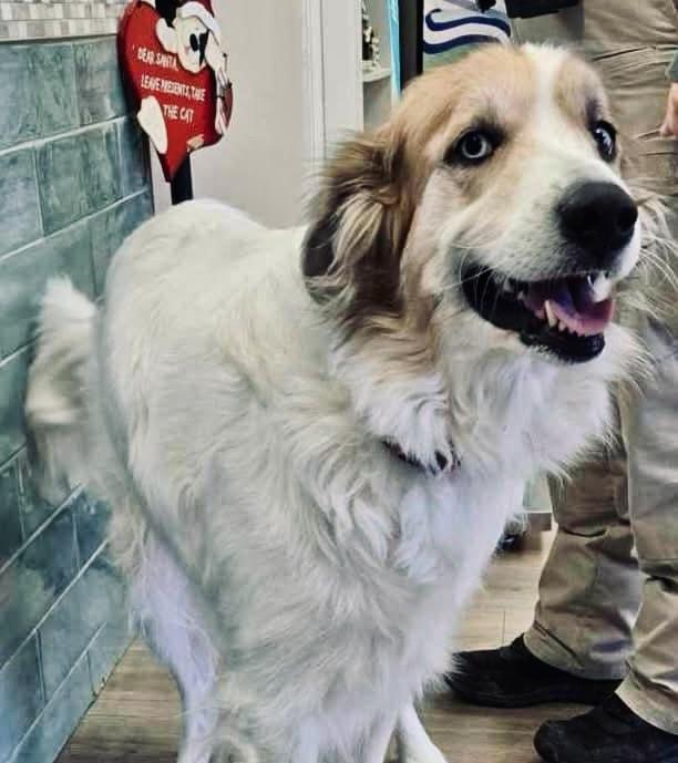 Enlarge Miranda DFW, a Adoptable mixed breed in Quinlan, TX image 4/6