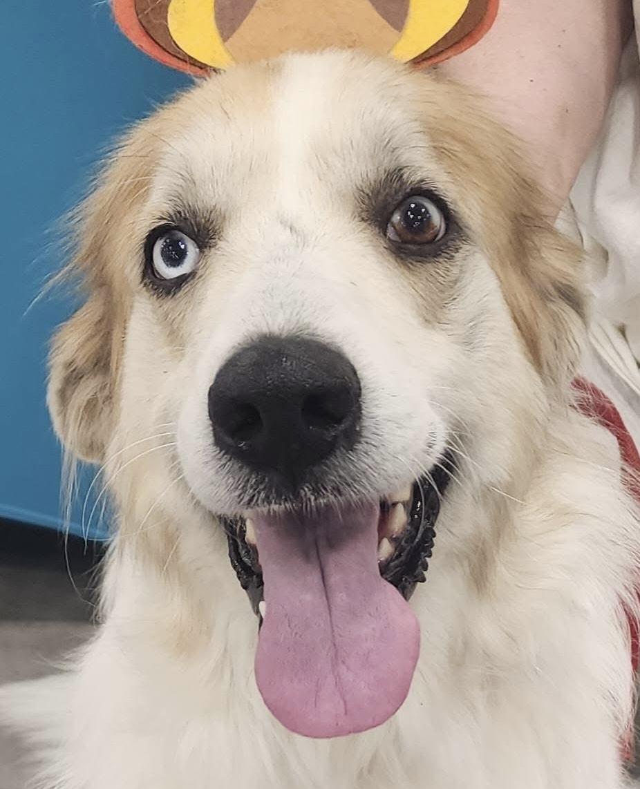 Enlarge Miranda DFW, a Adoptable mixed breed in Quinlan, TX image 5/6