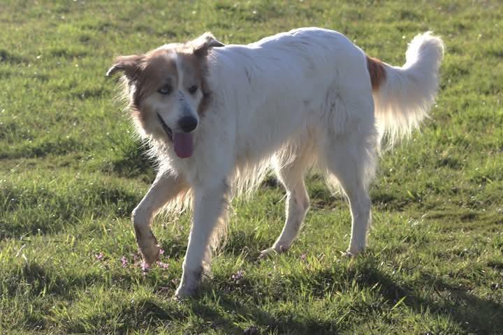 Enlarge Miranda DFW, a Adoptable mixed breed in Quinlan, TX image 6/6