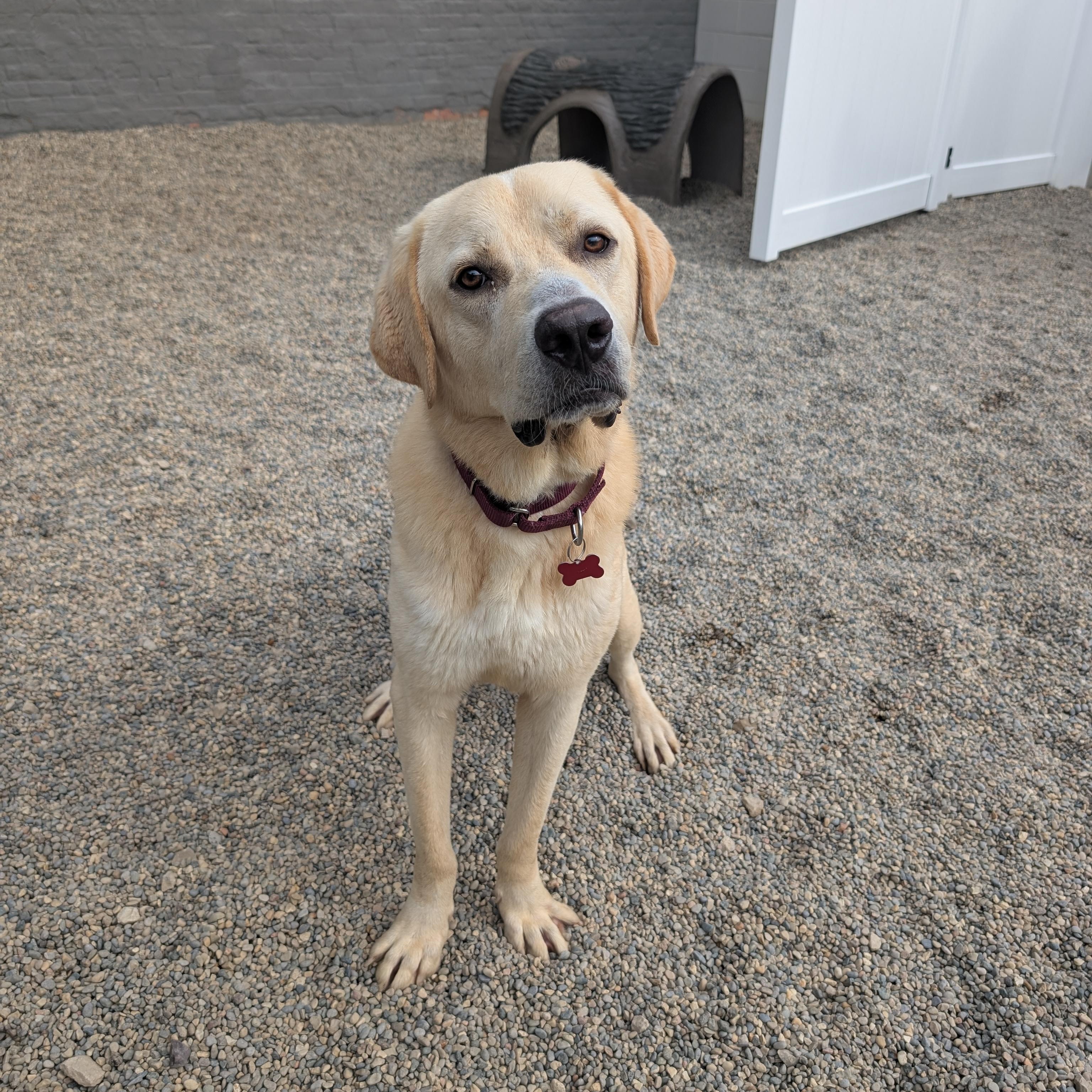 Enlarge Gilbert, a Adoptable mixed breed in Detroit, MI image 2/6
