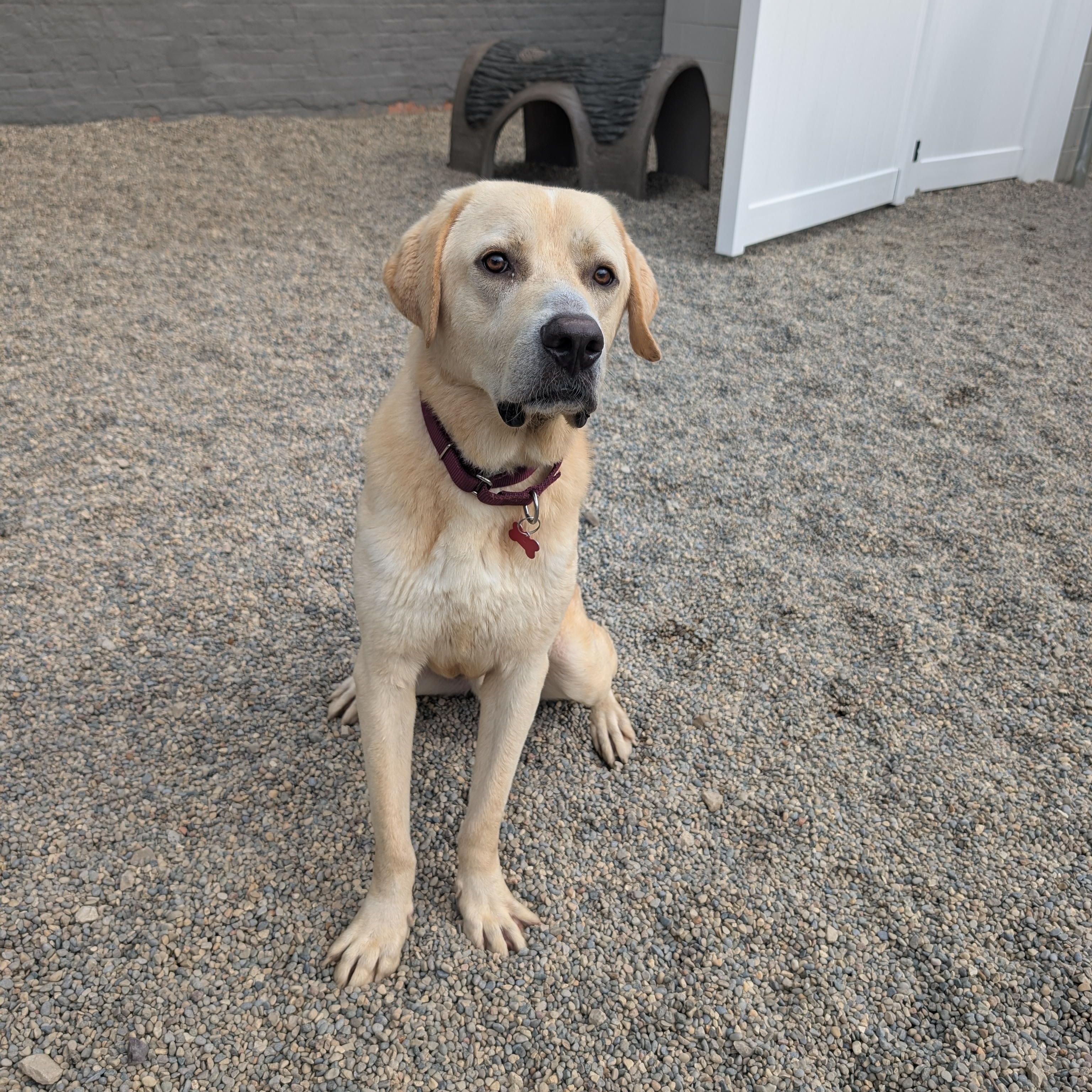 Enlarge Gilbert, a Adoptable mixed breed in Detroit, MI image 3/6