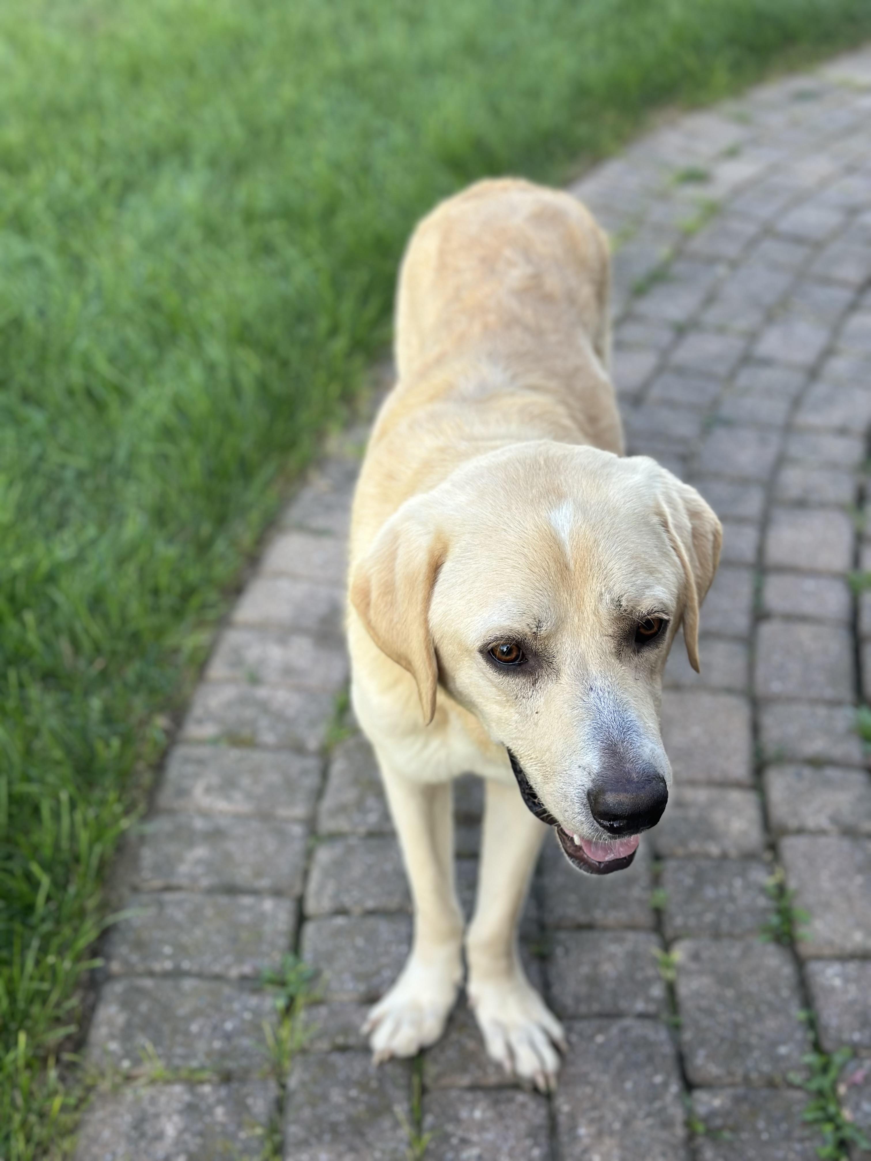 Enlarge Gilbert, a Adoptable mixed breed in Detroit, MI image 4/6