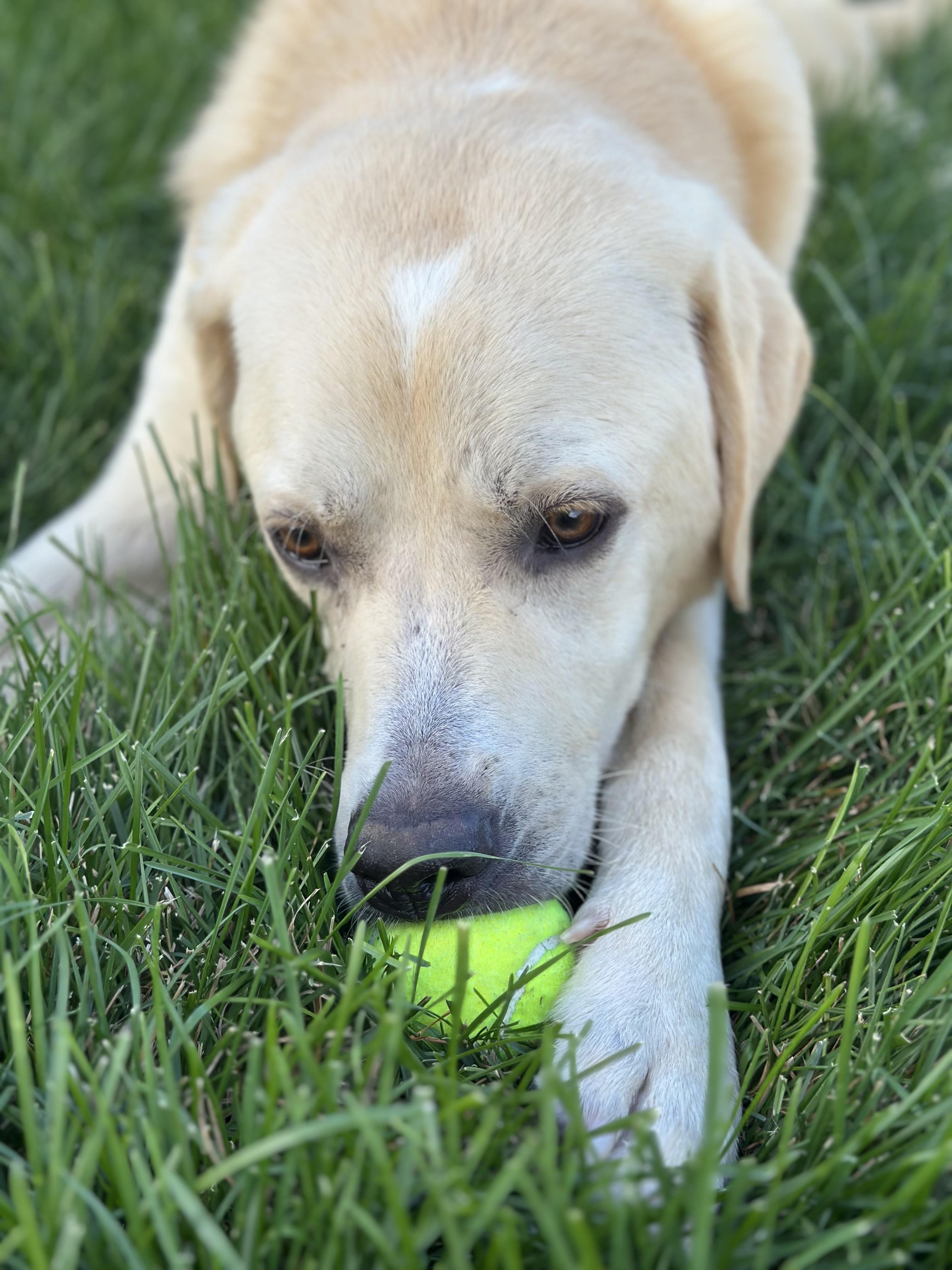 Enlarge Gilbert, a Adoptable mixed breed in Detroit, MI image 5/6