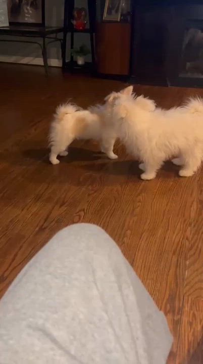 Enlarge Foxy & Winnie (Bonded Pair), a ADOPTABLE mixed breed in Newton, NJ video 2/2