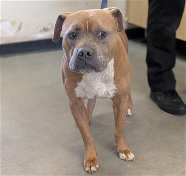 Enlarge NAGEE, a Adoptable mixed breed in Camarillo, CA image 1/1