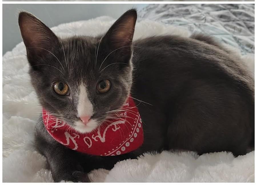 Toby, ADOPTABLE, Kitten Male Domestic Short Hair.