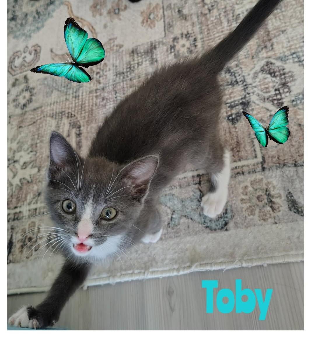 Toby, ADOPTABLE, Kitten Male Domestic Short Hair.