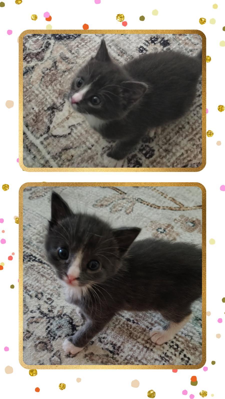 Toby, a ADOPTABLE Domestic Short Hair in Terrell, TX image 3/3