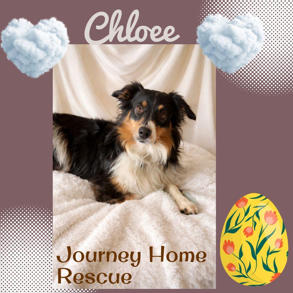 Enlarge Chloee, a ADOPTABLE English Shepherd in East Wenatchee, WA image 1/1