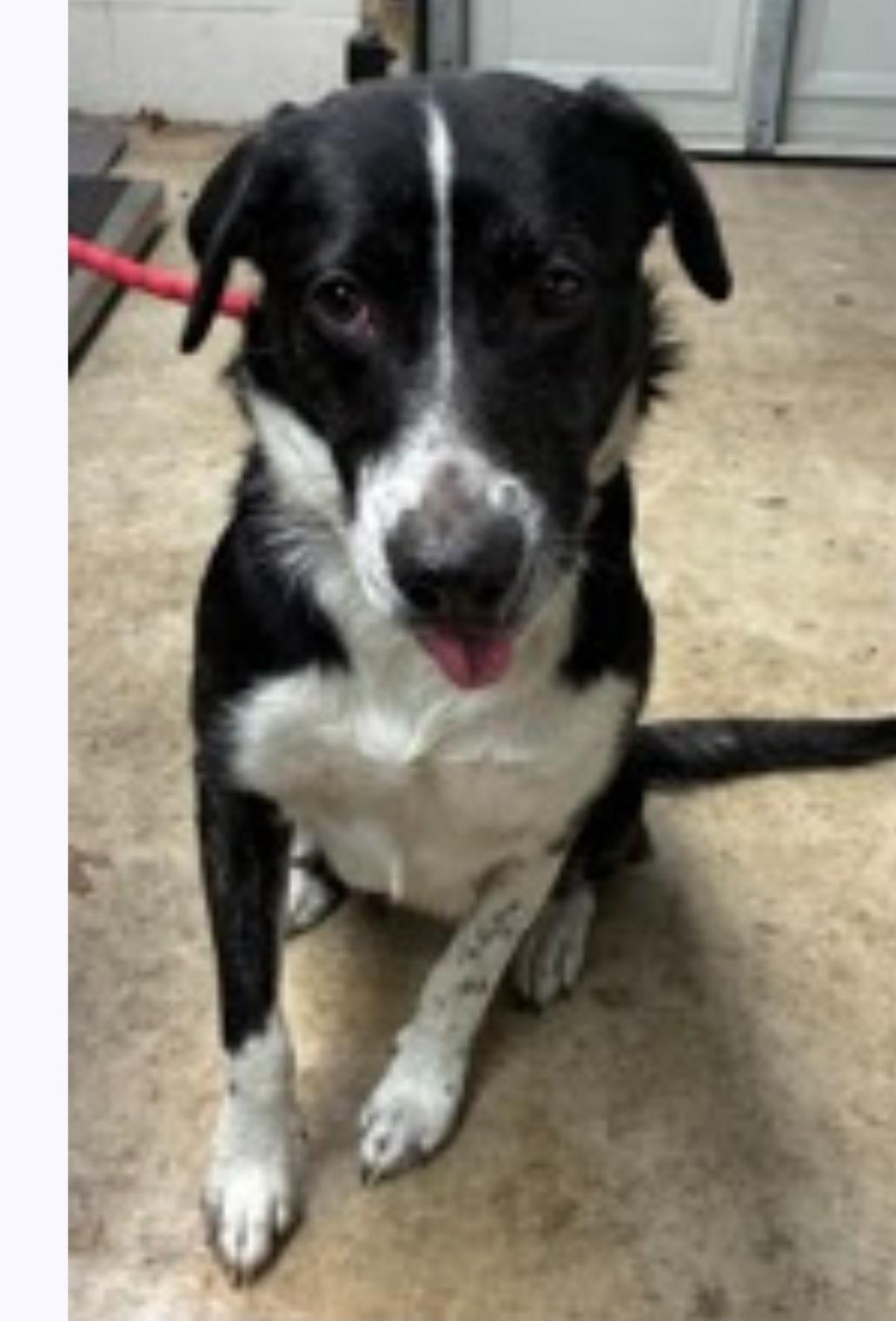 Enlarge Ella, a Adoptable Border Collie in Bradenton, FL image 1/2