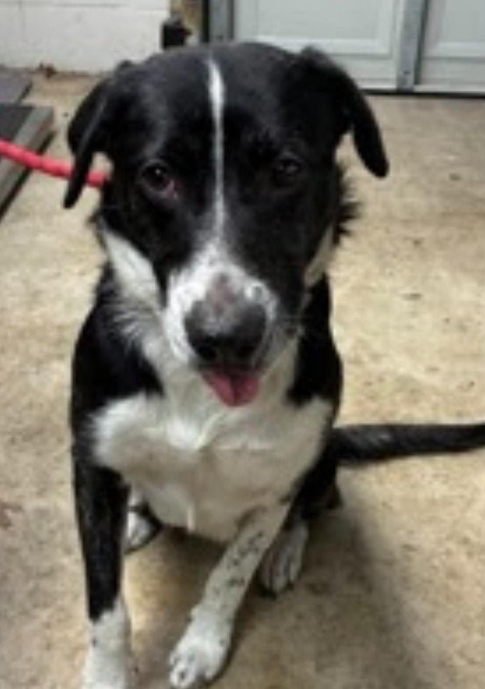 Enlarge Ella, a Adoptable Border Collie in Bradenton, FL image 2/2