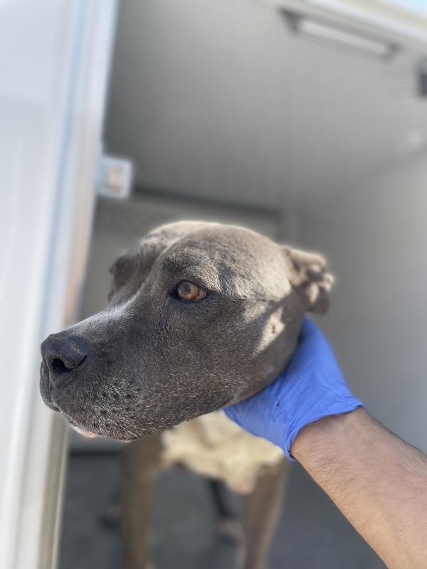 Pretty, Adoptable, Adult Female Pit Bull Terrier.