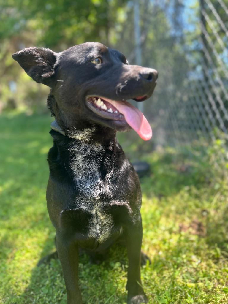 Swanky, Adoptable, Young Male Black Labrador Retriever & Mixed Breed.