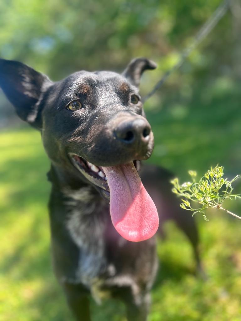 Enlarge Swanky, a Adoptable mixed breed in Russellville, KY image 1/6