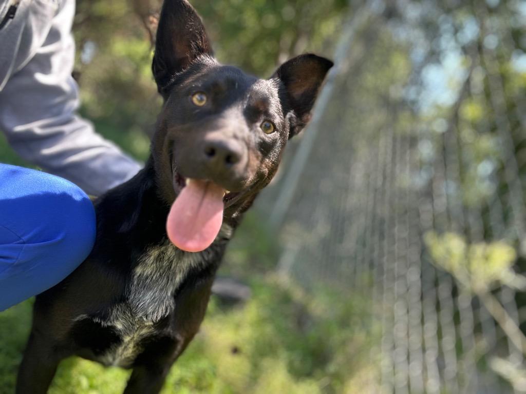 Enlarge Swanky, a Adoptable mixed breed in Russellville, KY image 3/6
