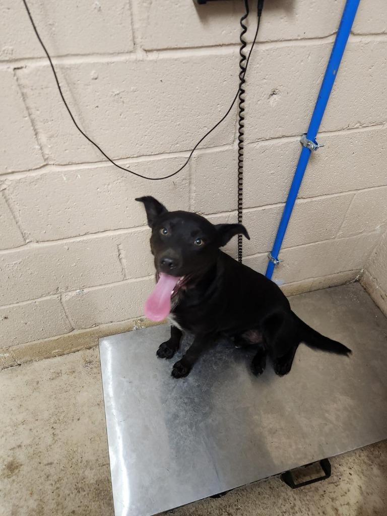 Swanky, a Adoptable mixed breed in Russellville, KY image 1/2