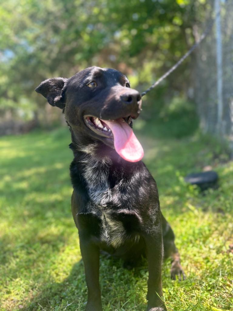 Enlarge Swanky, a Adoptable mixed breed in Russellville, KY image 2/6