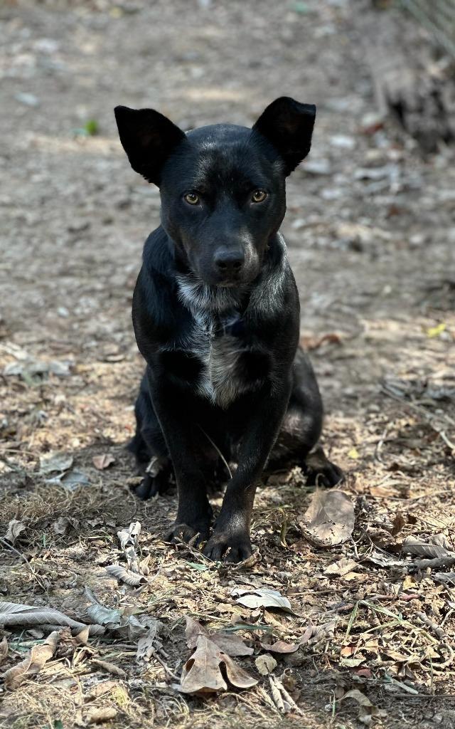 Enlarge Swanky, a Adoptable mixed breed in Russellville, KY image 2/3