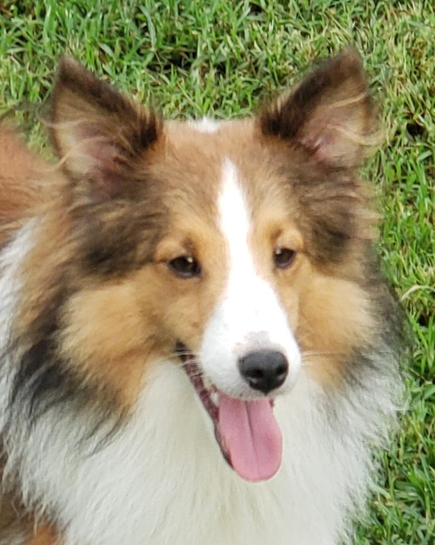 Pan, Adoptable, Young Male Shetland Sheepdog / Sheltie.