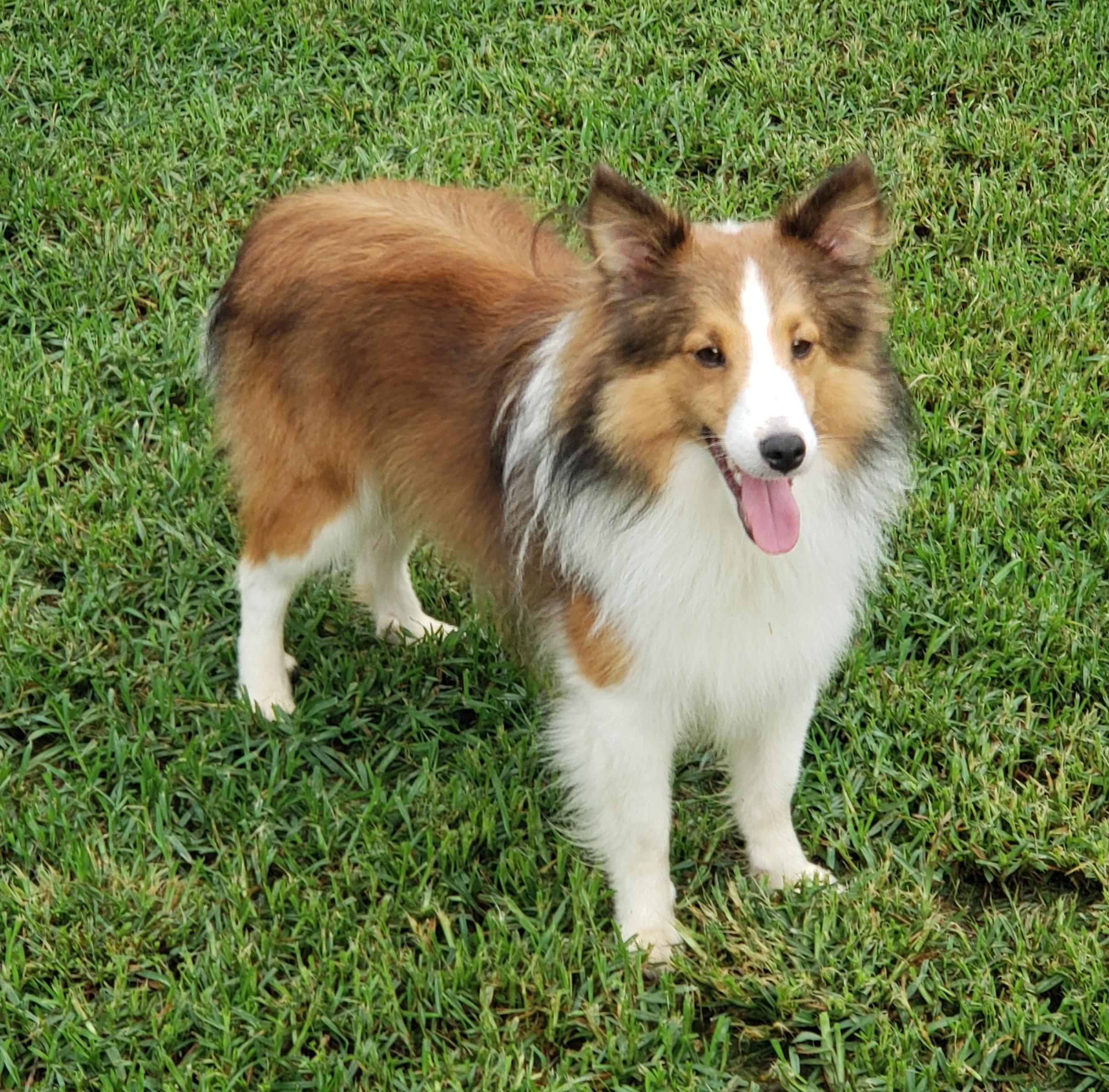 Pan, a Adoptable Shetland Sheepdog / Sheltie in Chapel Hill, TN image 3/3