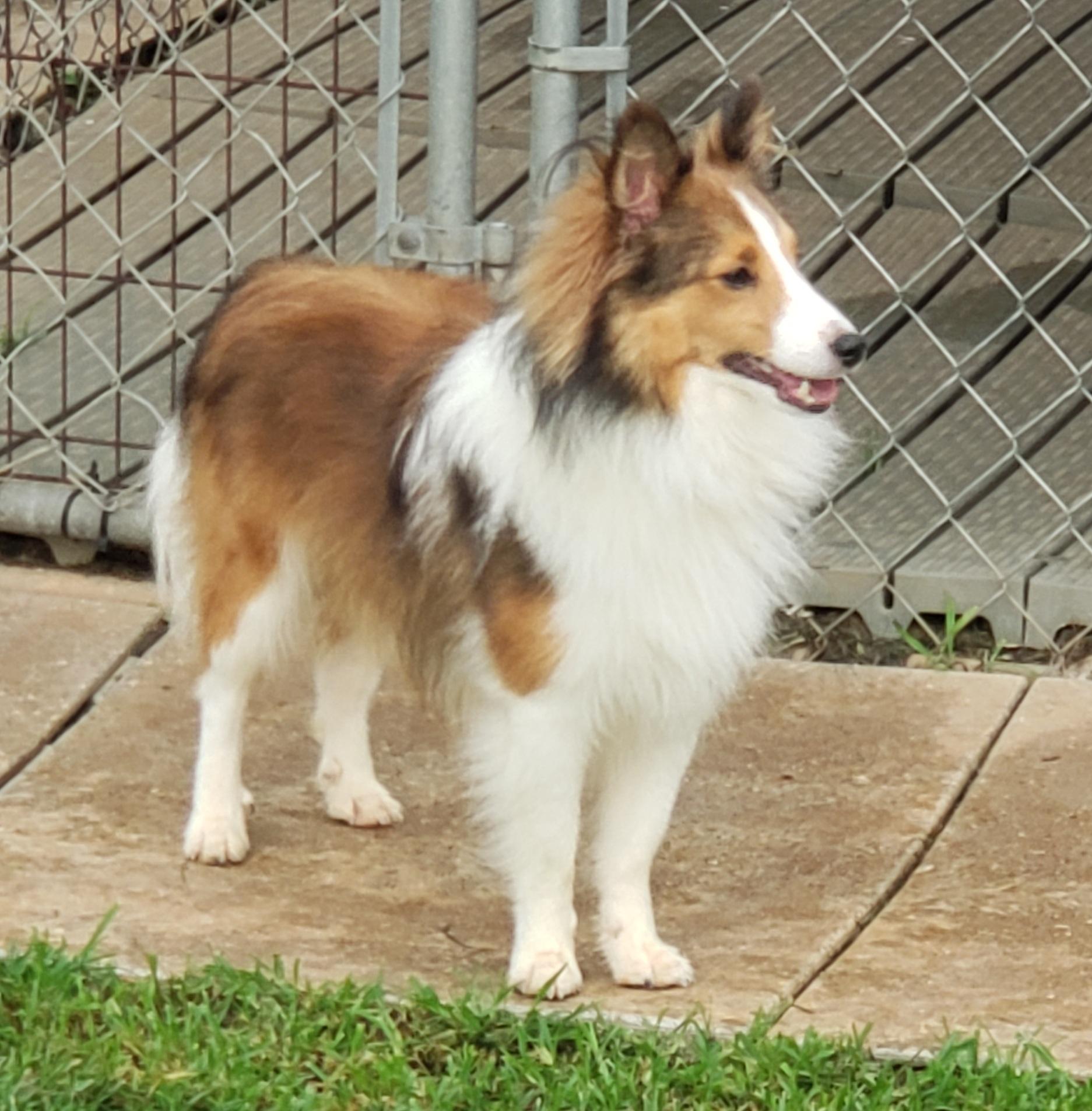 Pan, a Adoptable Shetland Sheepdog / Sheltie in Chapel Hill, TN image 2/3