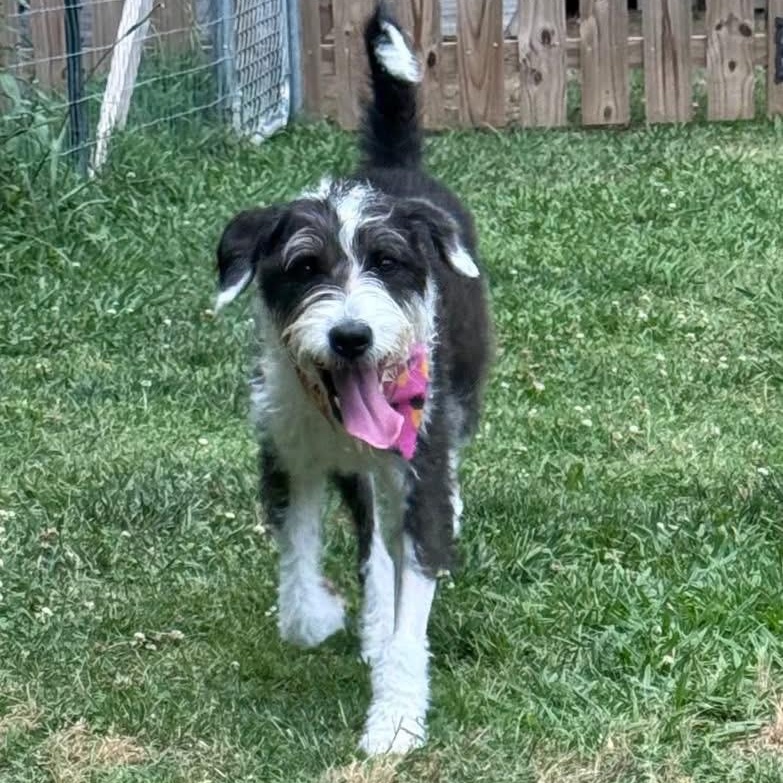 Chloe, a ADOPTABLE mixed breed in Richmond, VA image 1/6