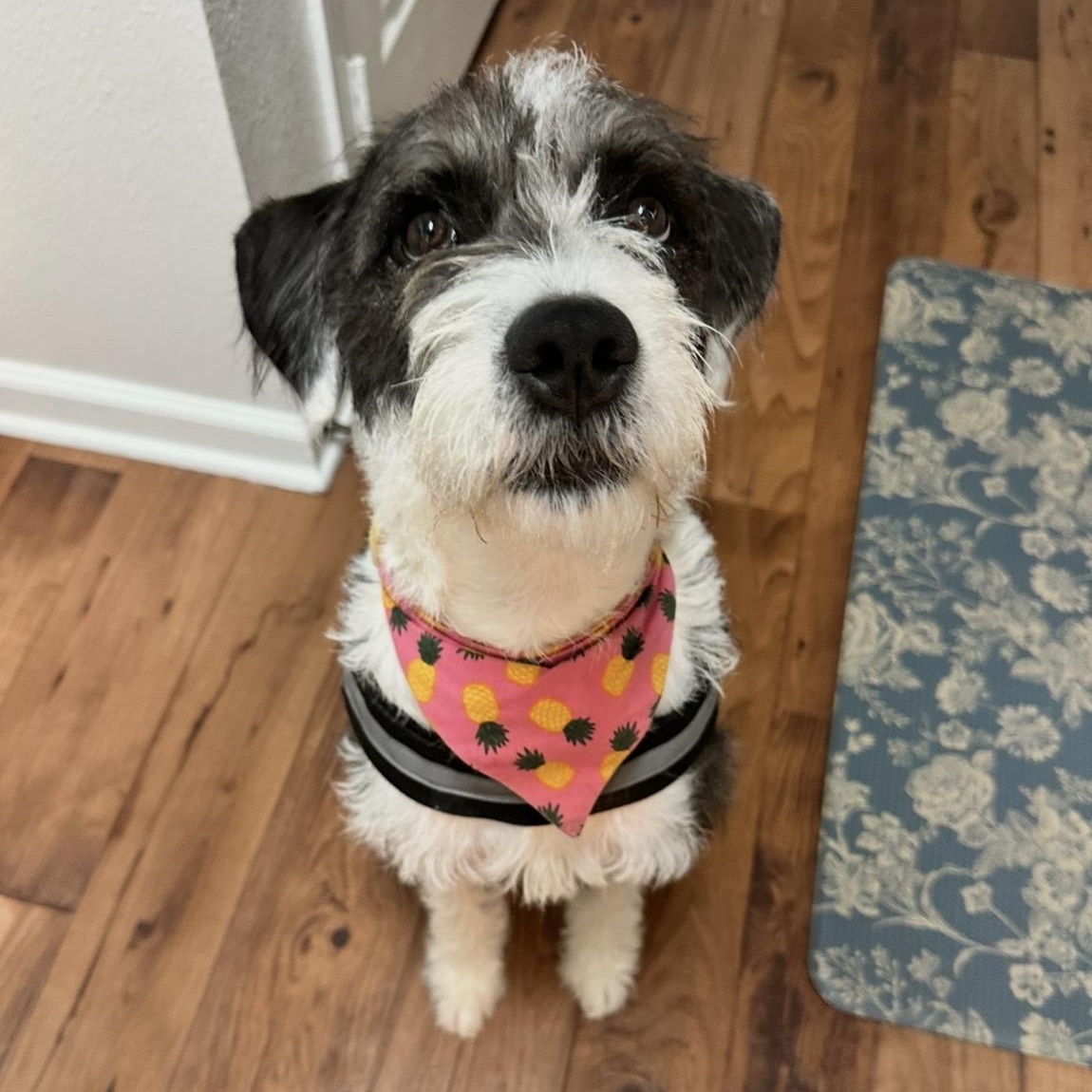 Chloe, a ADOPTABLE mixed breed in Richmond, VA image 2/6