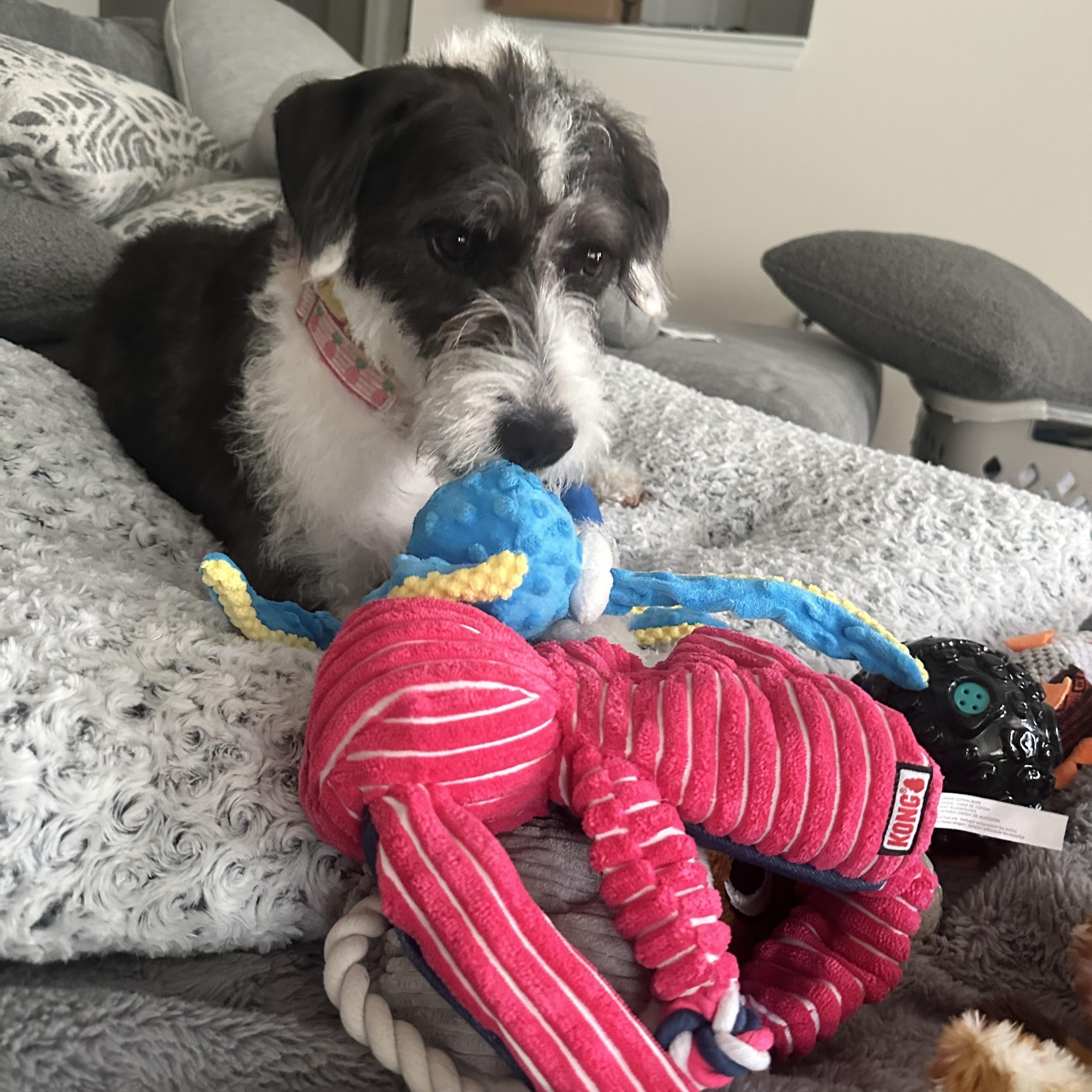 Chloe, a ADOPTABLE mixed breed in Richmond, VA image 6/6