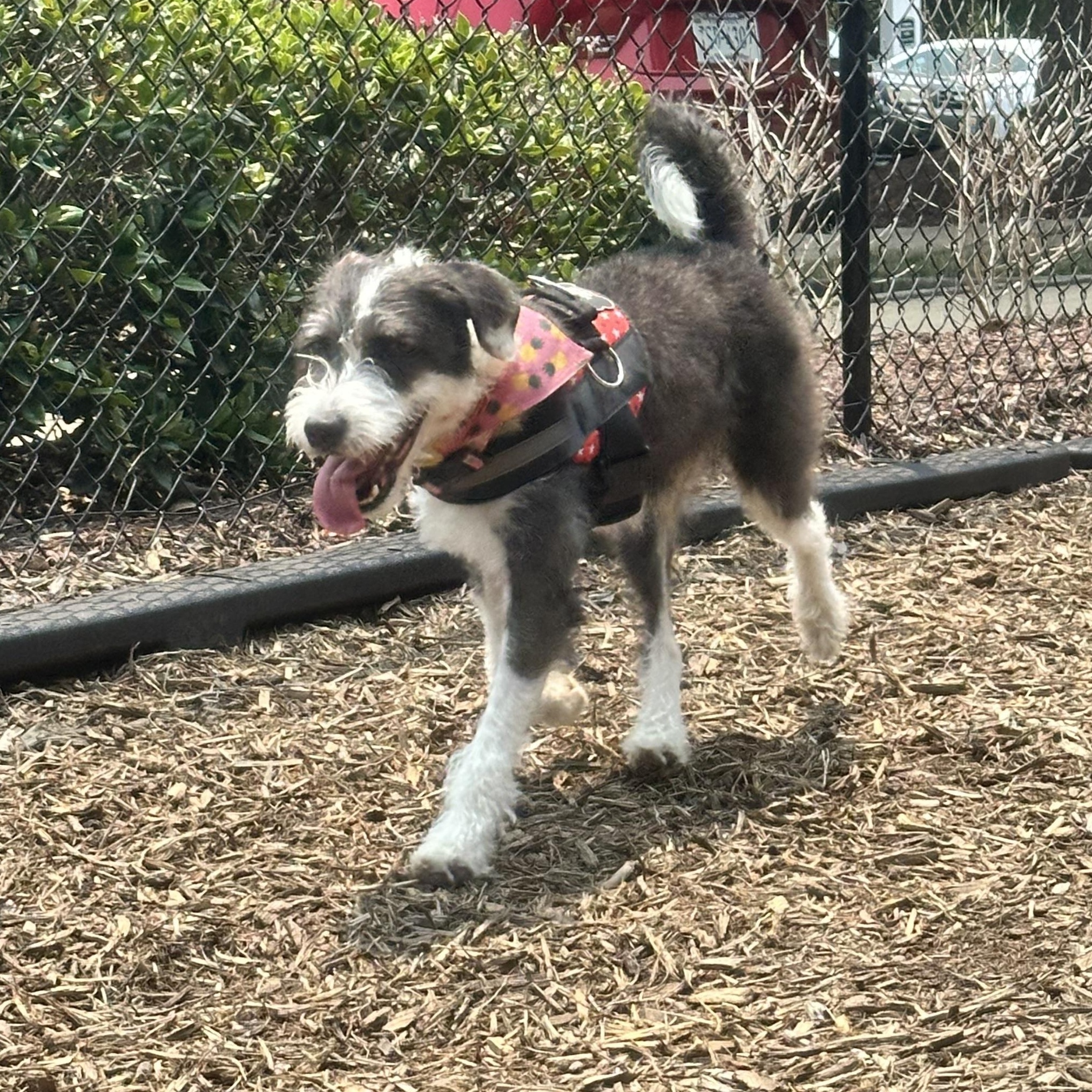 Chloe, a ADOPTABLE mixed breed in Richmond, VA image 5/6