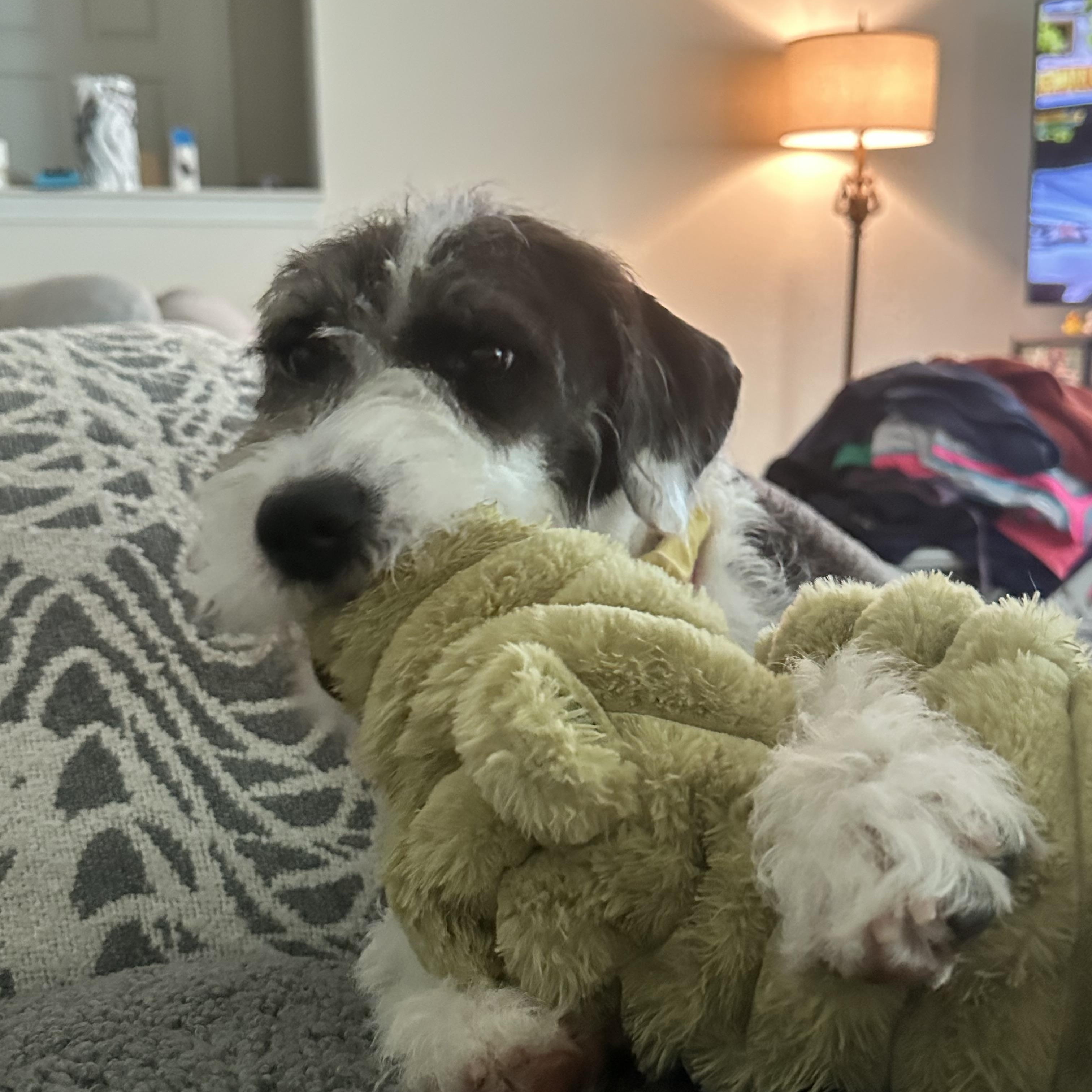 Chloe, a ADOPTABLE mixed breed in Richmond, VA image 3/6