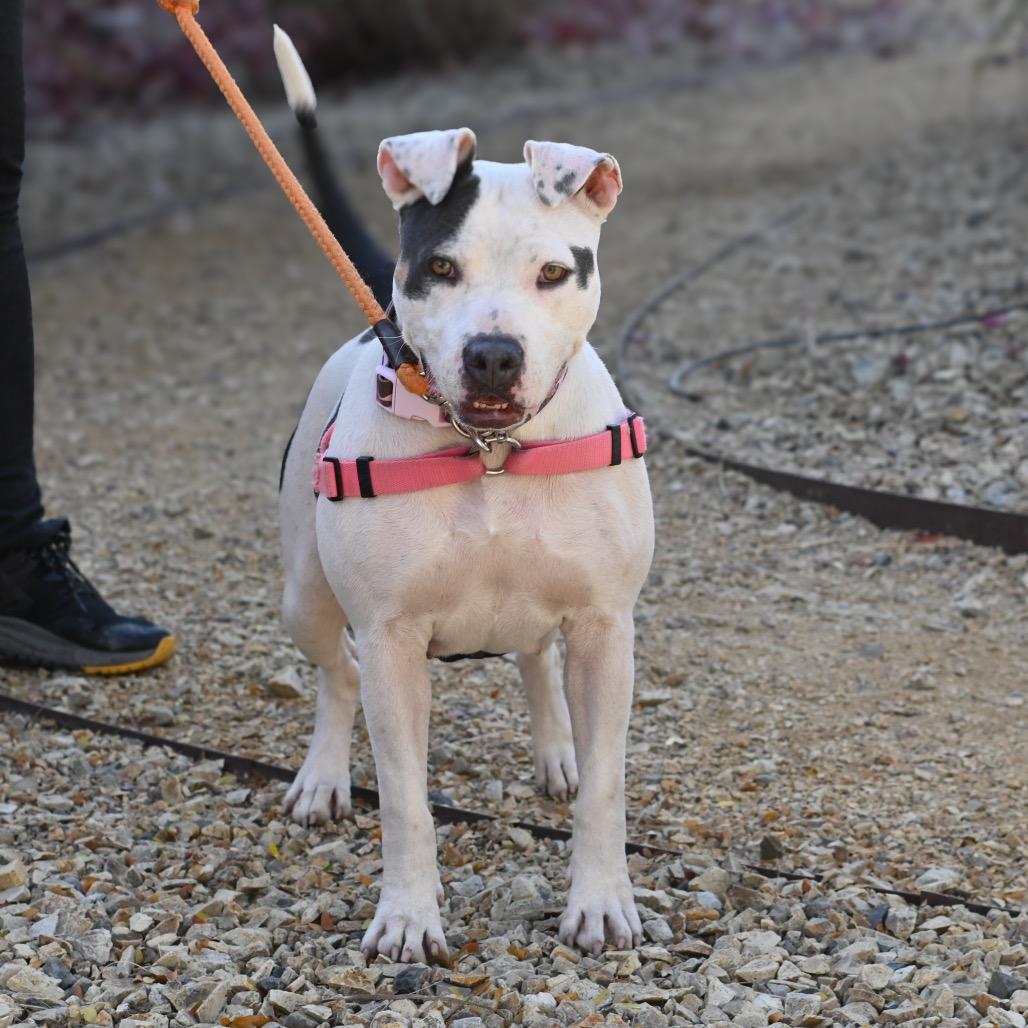 Buttercup, Adoptable, Adult Female Pit Bull Terrier & Mixed Breed.