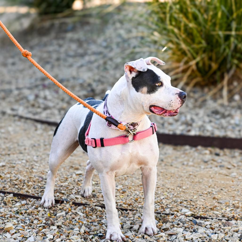 Enlarge Buttercup, a Adoptable mixed breed in Albuquerque, NM image 2/5
