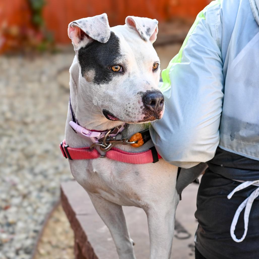 Enlarge Buttercup, a Adoptable mixed breed in Albuquerque, NM image 3/5