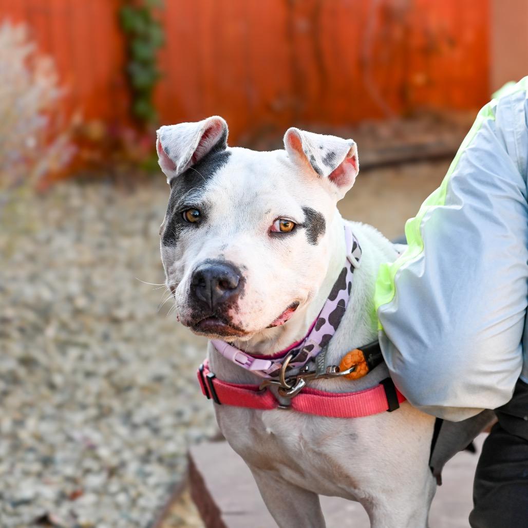 Enlarge Buttercup, a Adoptable mixed breed in Albuquerque, NM image 5/5