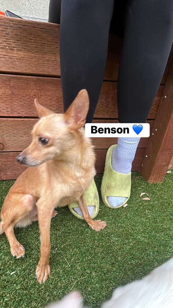 Enlarge Benson, a Adoptable mixed breed in ventura, CA image 1/1