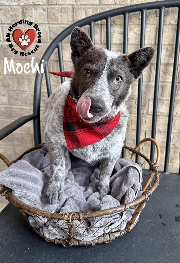 Mochi, Adoptable, Young Female Cattle Dog.