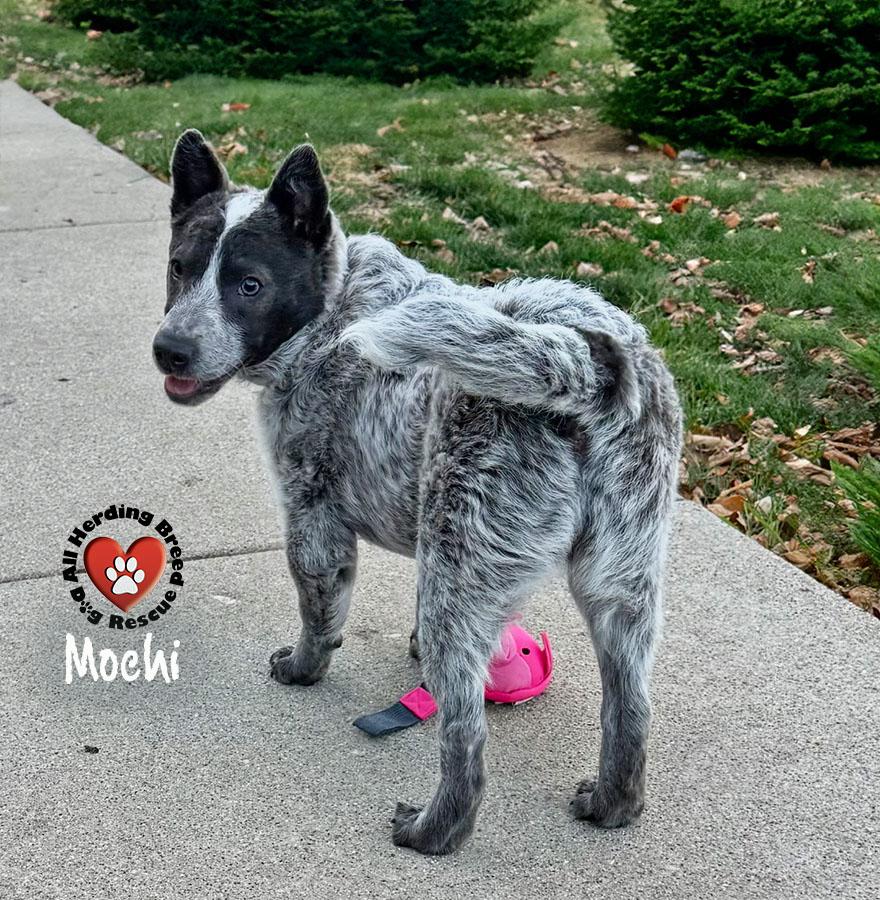 Enlarge Mochi, a Adoptable Cattle Dog in Joliet, IL image 2/3